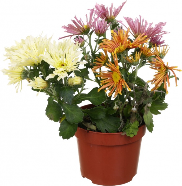 Растение Хризантема интенс микс в горшке d12/h20