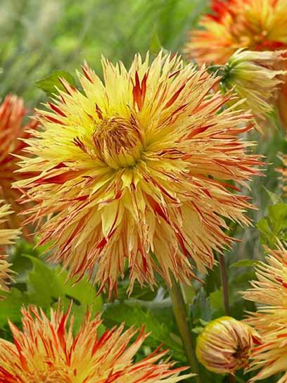 Коренебульба TUBERBULB Export B.V. жоржини фімбріати Шайен Чіфтейн 1 шт. 