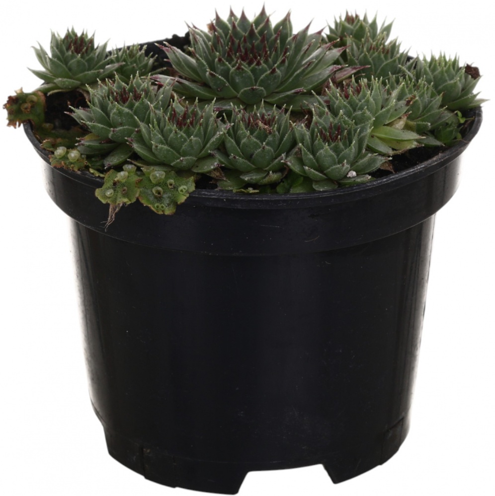 Растение роза каменная Молодило Graptopetalum paraguayense 0,5 л h 2-5 см