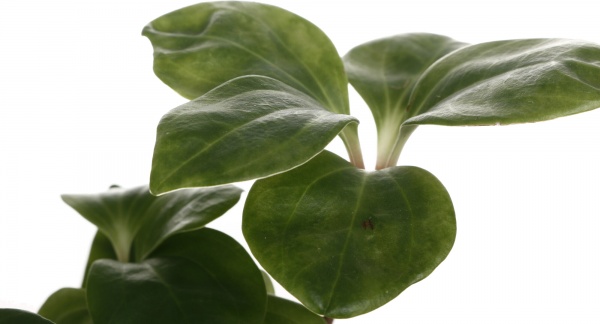 Рослина кімнатна Плантмікс 09//20