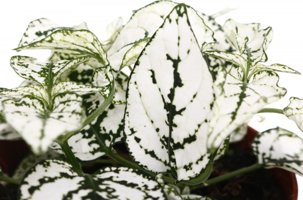 Растение комнатное Фиттония микс 8/10