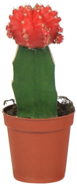 Рослина кімнатна гімнокаліціум ø5,5 h20