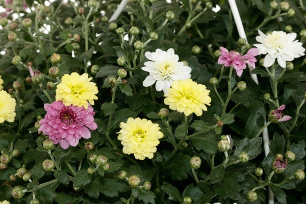 Растение Хризантема микс подвесная 25x40 см