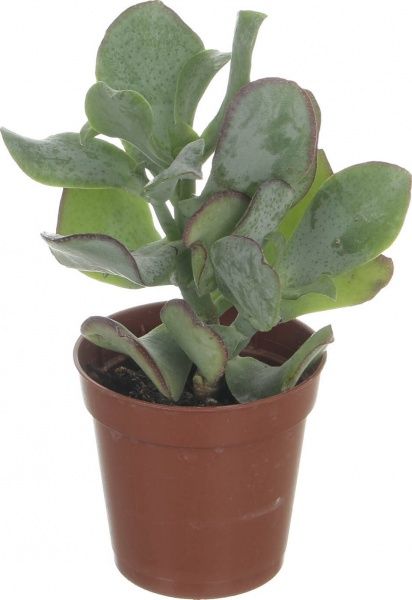 Растение Суккулент 5,5/5 микс