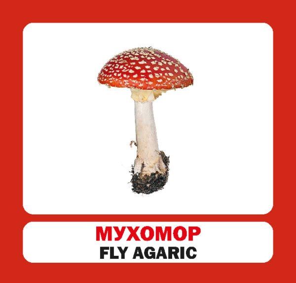 Книга «Навчальний посібник. Гриби . англ-укр»