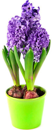 Рослина кімнатна Гіацинт (2 сорт) 9х15 см