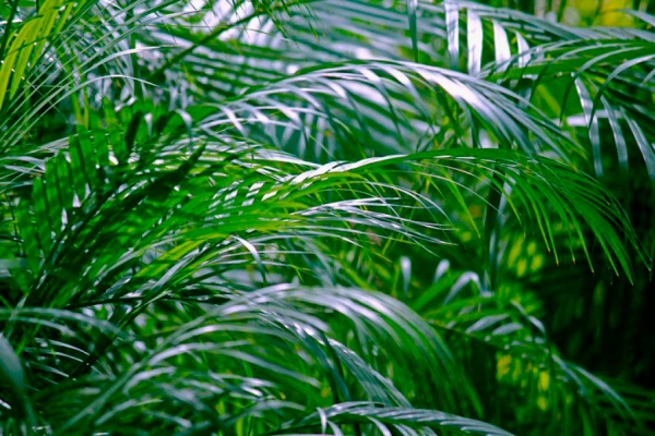 Рослина Арека d34/h200