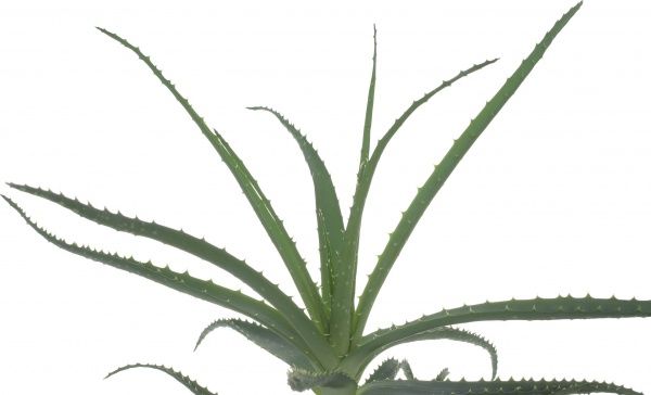 Растение Алоэ микс 15/30