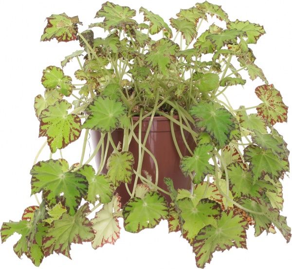  Бегония 12/35 рекс сортовой