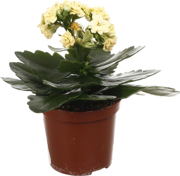 Растение комнатное Каланхоэ Розалин микс (7/15)