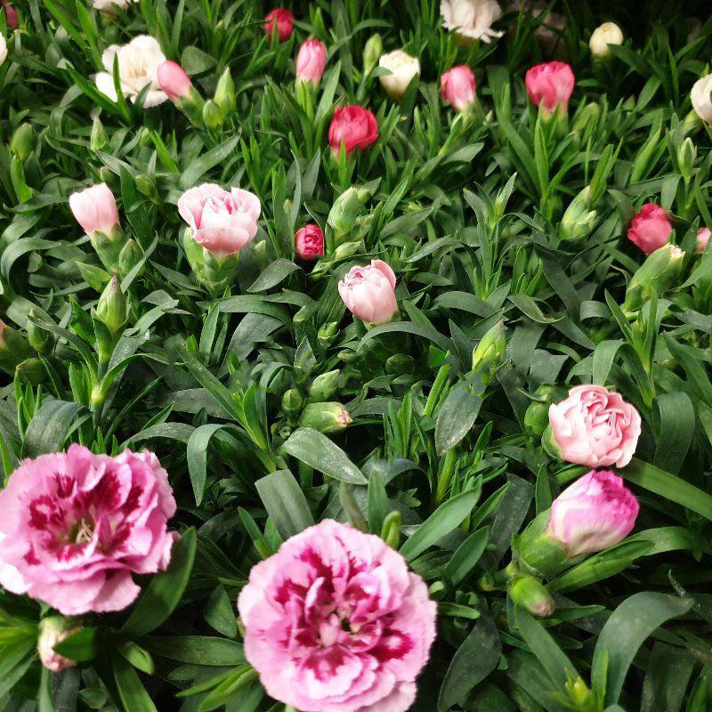 Растение Диантус (гвоздика) 9x15 микс