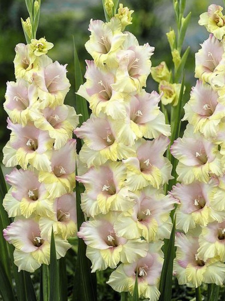 Клубнелуковица гладиолуса Мон Амур 3 шт. 