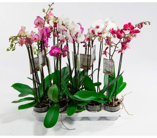 Растение комнатное Фаленопсис 12х45 см 1-3 ствола микс мелкоцветковый