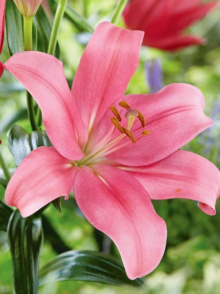 Луковица лилии ЛА Индиан Самесет 1 шт. 