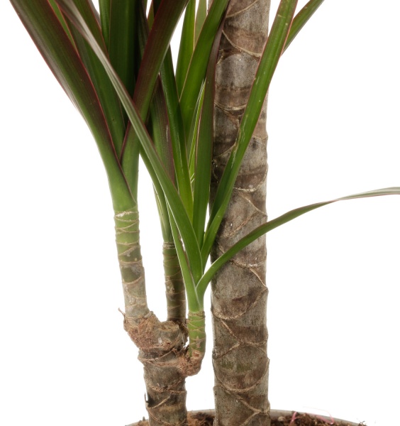 Рослина кімнатна Драцена Маргіната Мікс 17х75 см