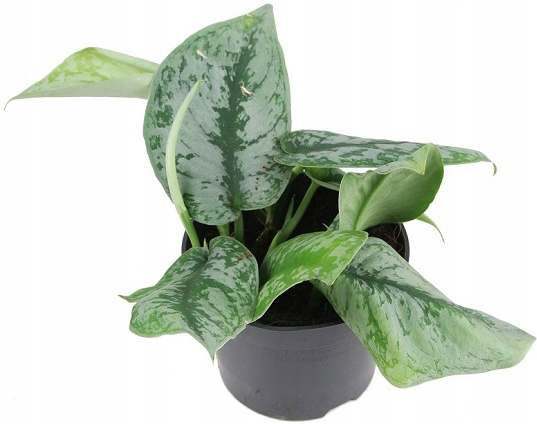 Растение комнатное Сциндапсус 12x15 Pictus Trebie