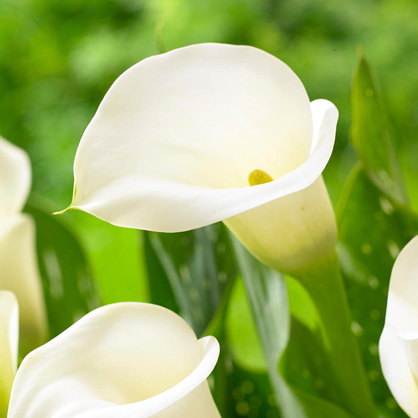 Цибулина Кала Crystal Clear 1 шт. Яскрава