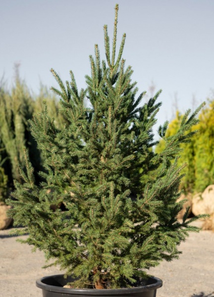 Растение Ель белая (U21-S23 70+ C10)