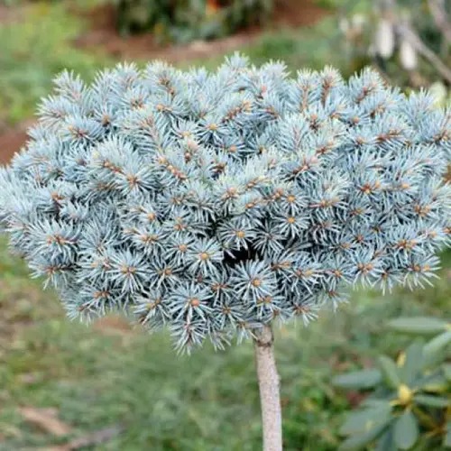 Ель колючая / Picea pungens Blue Ball, С10 Ра