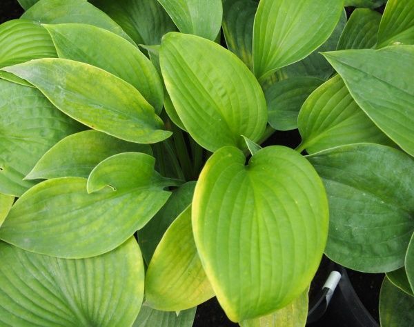 Саженец хоста Elegans (С5)