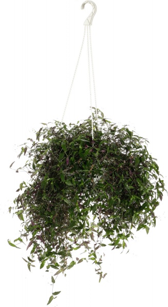 Растение традесканция d20