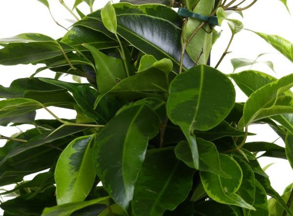 Растение Фикус бенжамина микс 17/80