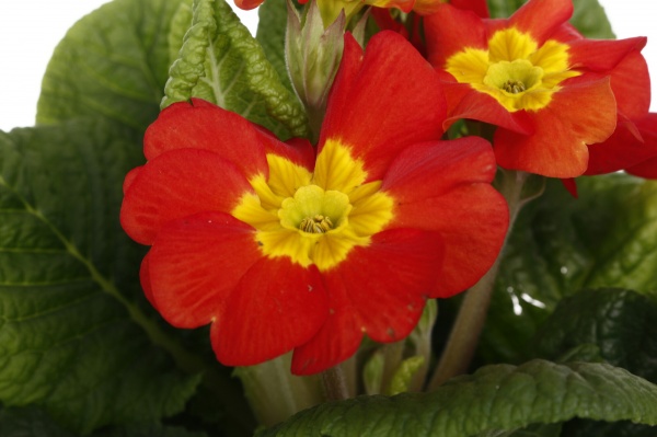 Растение Примула 10,5/20 мікс.