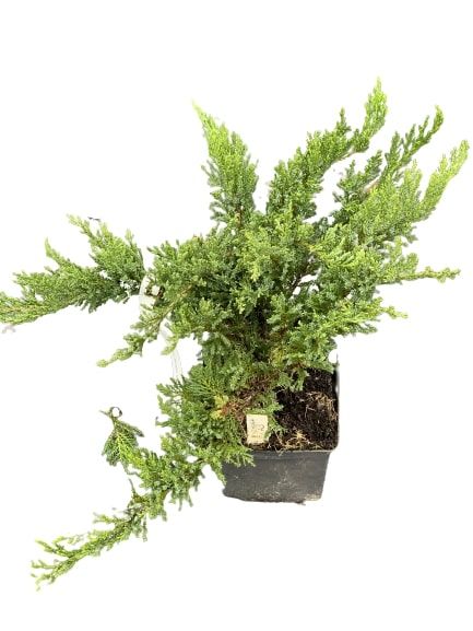 Саженец MegaPlant Можжевельник козацкий Tam No Blight С2 30-40