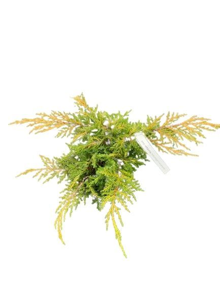 Саженец Можжевельник средний Mordigan Gold С2 20-30
