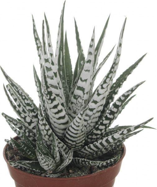 Рослина Хавортія Haworthia fasciata alba 8,5/12-15