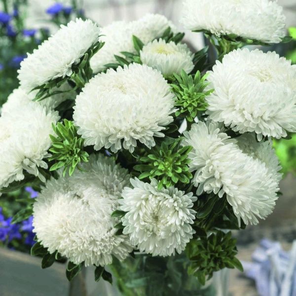 Семена Професійне насіння астра Сиринга белая 20 шт. (4820176693044)