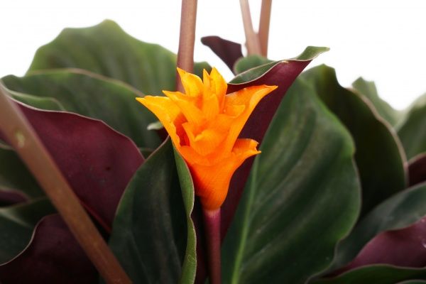 Растение Калатея Кроката 14х45 см