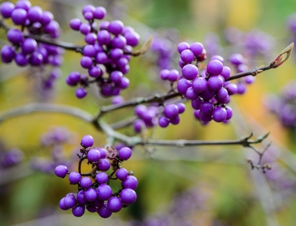 Рослина Калікарпа бодіньера Джиральді/Callicarpa bodinieri 'Giraldii' С3 /Н 60-80
