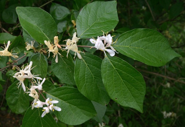 Растение Жимолость Мааки/Lonicera maackii С3/Н 40-50