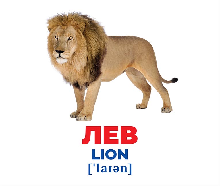 Картки навчальні «Геній з пелюшок. Тварини різних широт» 482-307-615-165-2