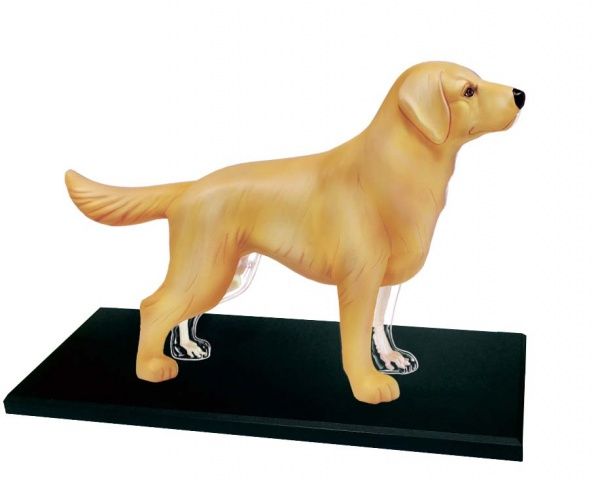 Об’ємна анатомічна модель 4D Master Собака золотистий ретрівер FM-622007