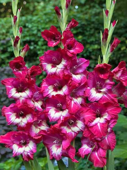 Клубнелуковица гладиолуса Джо Джо 3 шт. 