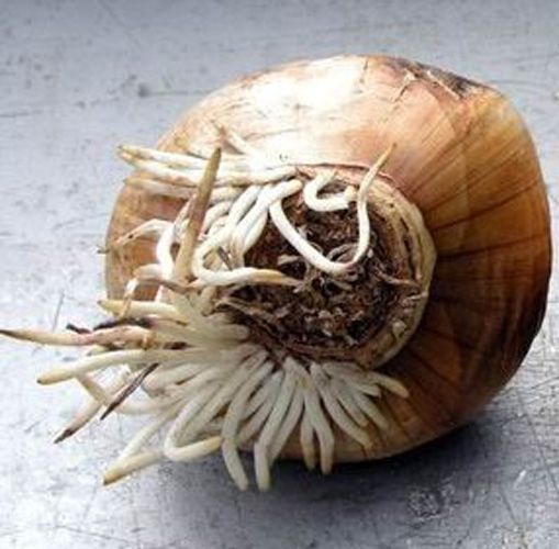 Луковица Яскрава Cherfulness 2 шт. 