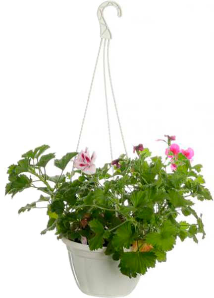 Растение Пеларгония грандифлора Aристо+ Мона Лиза д.23