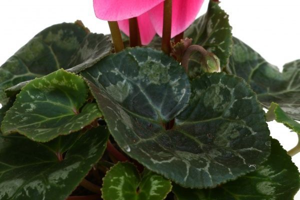 Растение Цикламен микс 12х30 см