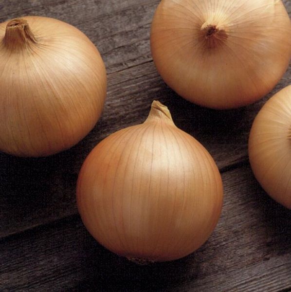 Семена Професійне насіння лук репчатый Кенди F1 200 шт. (4823058204642)