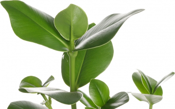 Рослина клузія 17/50