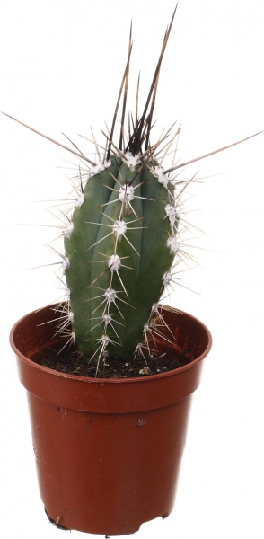 Рослина кімнатна Кактус мікс 5х10 см