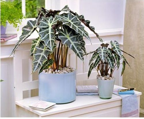 Рослина кімнатна Алоказія 17/75 Амазоніка