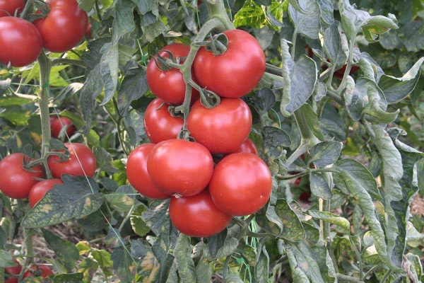 Семена Професійне насіння томат высокорослый Абелус F1 8 шт. (4820176692085)