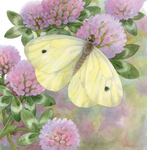 Книга Наталья Чуб «Два черв'ячки» 978-617-09-3749-0