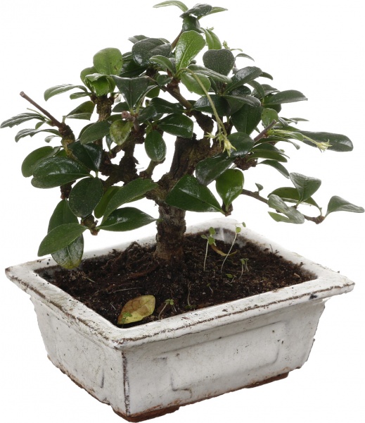 Рослина Бонсай в керамічній плошці з блюдцем 10/15
