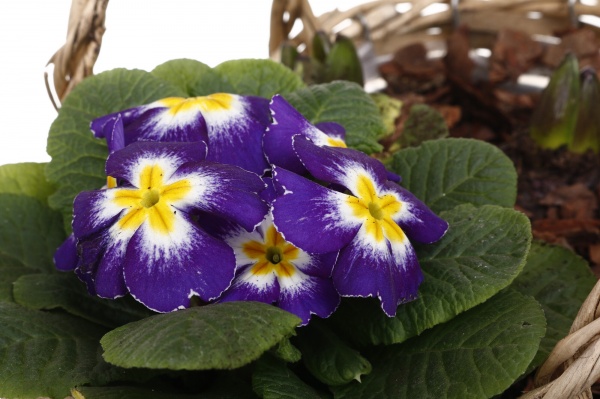 Растение комнатное Корзина 34 Гиацинт 3+ Примула овал сумка