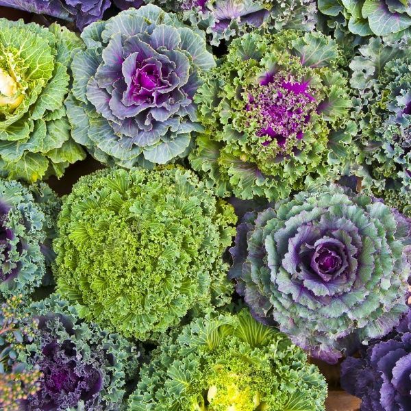 Семена Професійне насіння капуста декоративная смесь 0,3г (4820176693051)