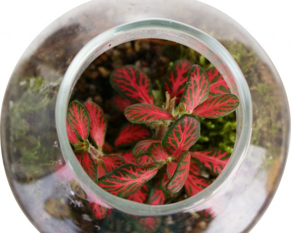 Террариум в бутылке 10x14 см